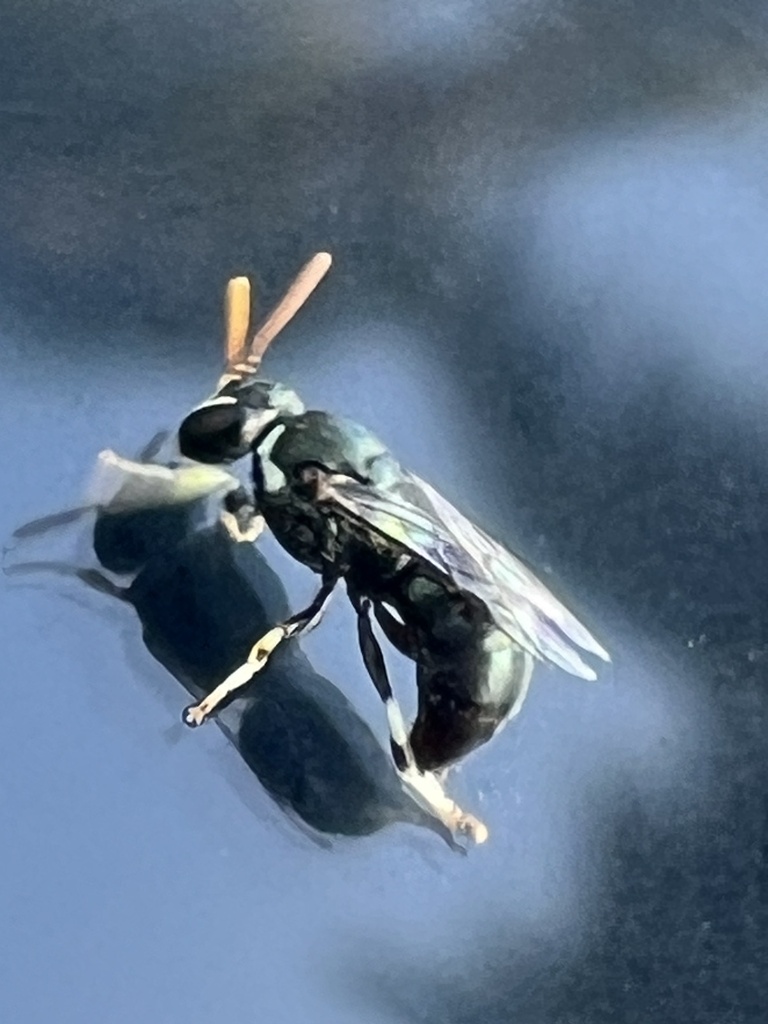 Bright-white Masked Bee