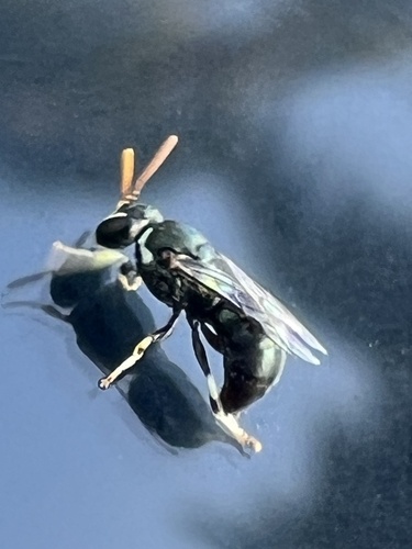 Bright-white Masked Bee