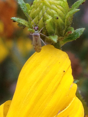 Engytatus modestus