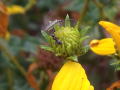 Engytatus modestus