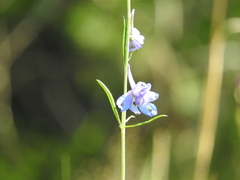 Delphinium carolinianum