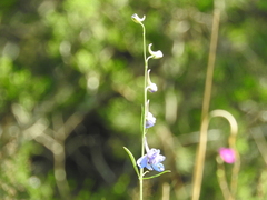 Delphinium carolinianum