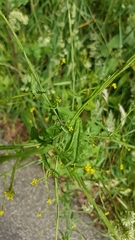 Sisymbrium officinale