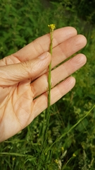 Sisymbrium officinale