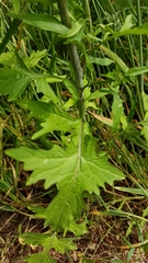 Sisymbrium officinale
