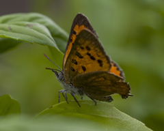 Chrysoritis chrysaor
