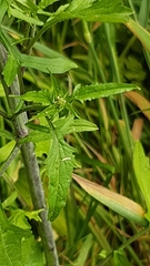 Sisymbrium officinale