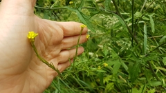 Sisymbrium officinale