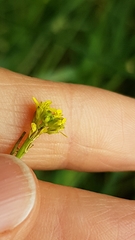 Sisymbrium officinale