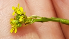Sisymbrium officinale