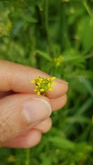 Sisymbrium officinale