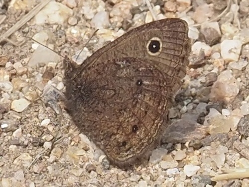 Small Wood-Nymph photo 5