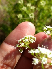 Perideridia kelloggii