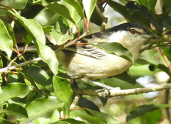 Dryoscopus cubla cubla