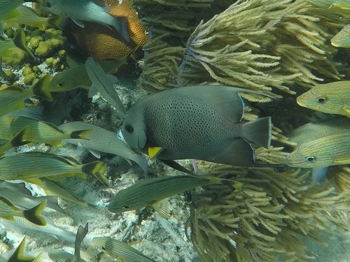 Grey Angelfish