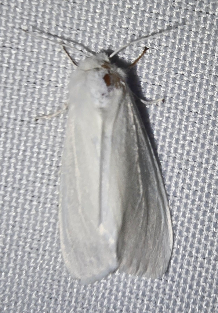 Fall Webworm Moth from Holly Springs, NC 27540, USA on July 22, 2024 at ...