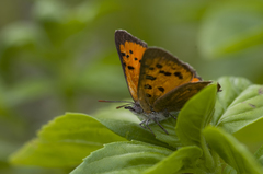 Chrysoritis chrysaor