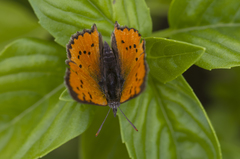 Chrysoritis chrysaor