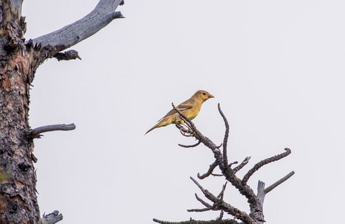 iNaturalist observation photo of Western Tanager