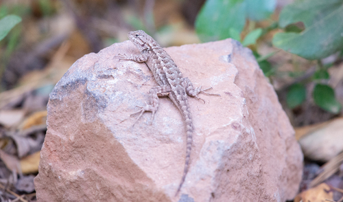 iNaturalist observation photo of Western Fence Lizard