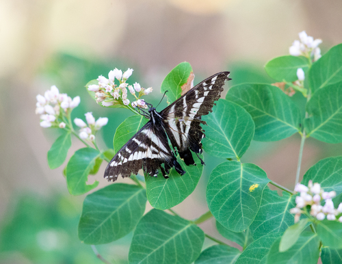 iNaturalist observation photo of Pale Swallowtail