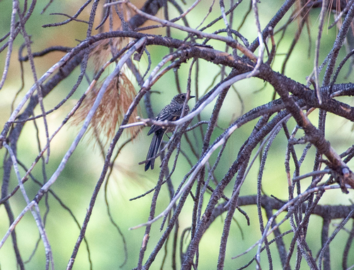 iNaturalist observation photo of Townsend's Solitaire
