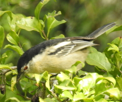 Dryoscopus cubla cubla