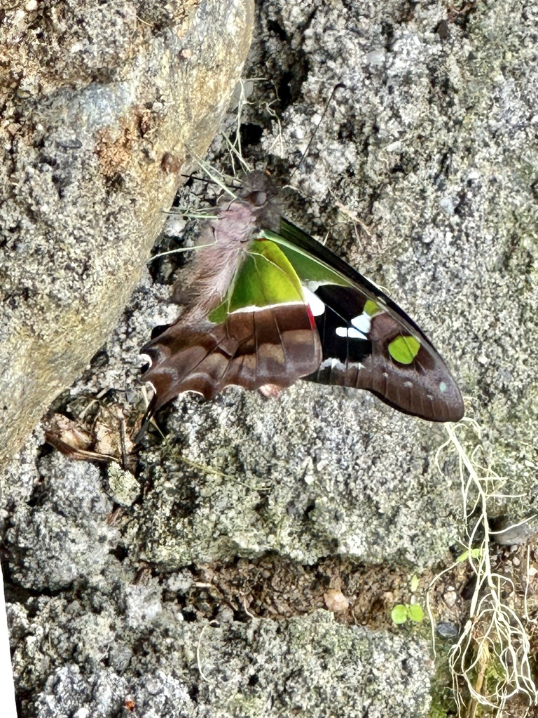 Purple Spotted Swallowtail (Graphium weiskei)