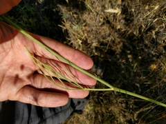 Perideridia kelloggii