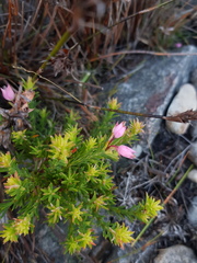 Erica holosericea