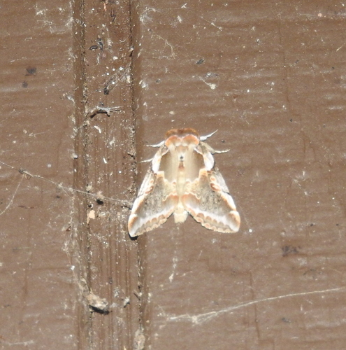 Glorious Habrosyne Moth photo 5