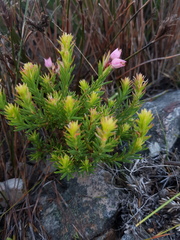 Erica holosericea
