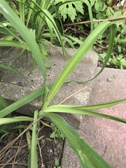 Hemerocallis fulva