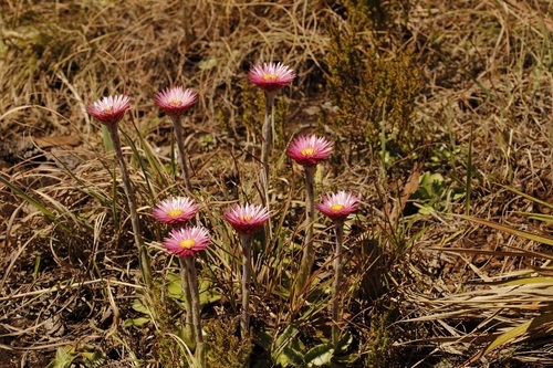 Image of Helichrysum ecklonis by (c) Karen Eichholz, some rights reserved (CC BY)