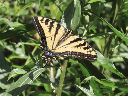 iNaturalist observation photo of Western Tiger Swallowtail