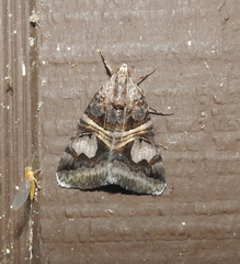 Drasteria grandirena