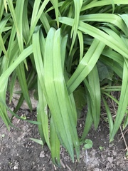 Hemerocallis fulva