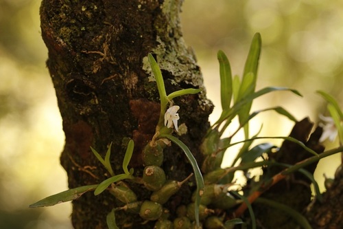 Image of Polystachya ottoniana by (c) Karen Eichholz, some rights reserved (CC BY)