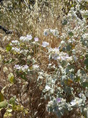 Malacothamnus fremontii