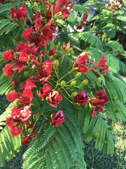 Delonix regia