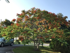 Delonix regia