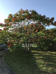 Delonix regia