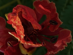 Delonix regia