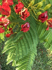 Delonix regia