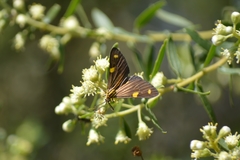 Phaeochlaena lampra