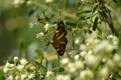 Phaeochlaena lampra