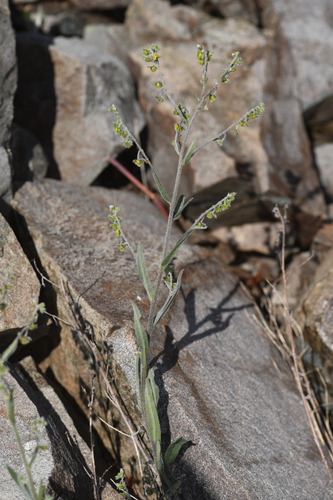 bristly stickseed (Hackelia setosa)