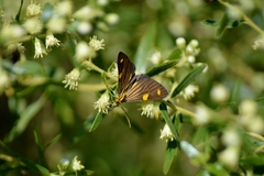 Phaeochlaena lampra