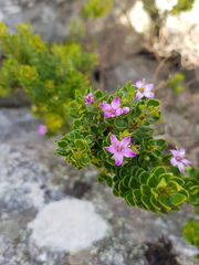 Agathosma odoratissima