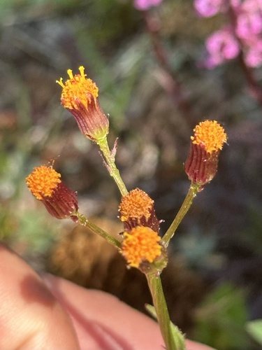 Image of Packera pauciflora by no rights reserved